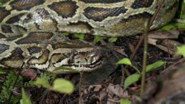 Watch Swamp People: Serpent Invasion Season 3 Online | HISTORY Channel