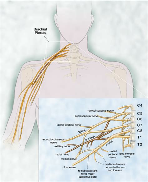 Anatomy of the brachial plexus. | Download Scientific Diagram