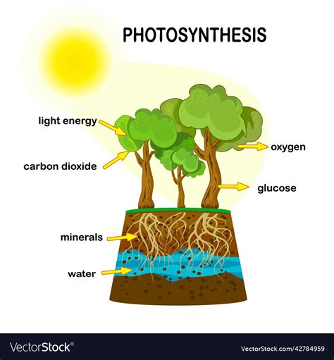 Photosynthesis And Cellular Respiration Poster Project