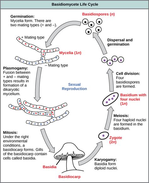 Classifications of Fungi | Biology for Majors II