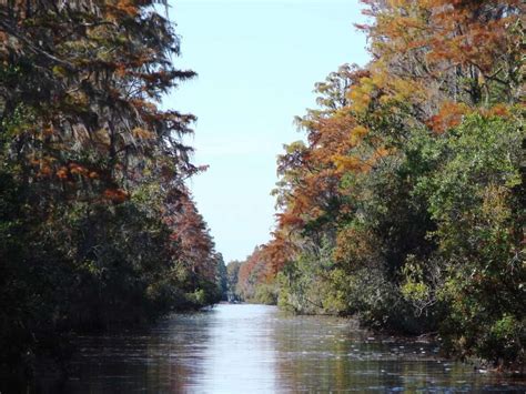 Okefenokee Swamp Camping - The Moonlit Road.com