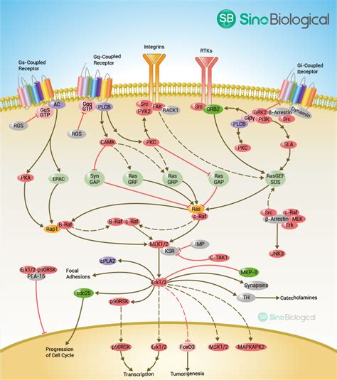 Sino Biological: G Protein coupled Receptors Signaling