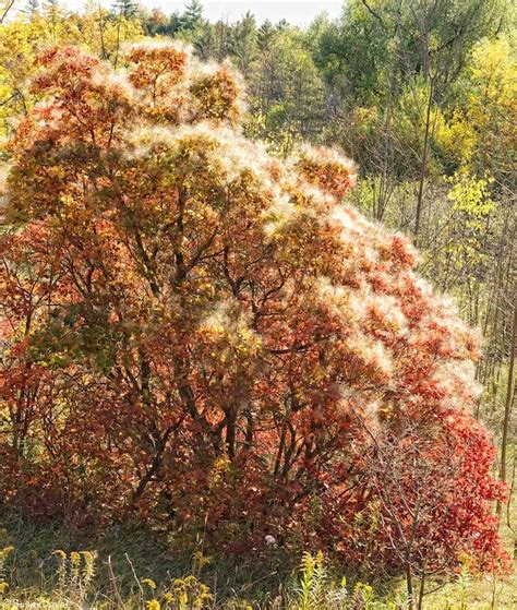 Terra Cotta Forest & Caledon Trailway | | Susan David Photography