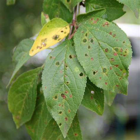 10 Common Fruit Tree Diseases in the Portland Area — Tree and Ladder