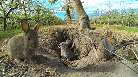 Young rabbits emerge from warren - YouTube