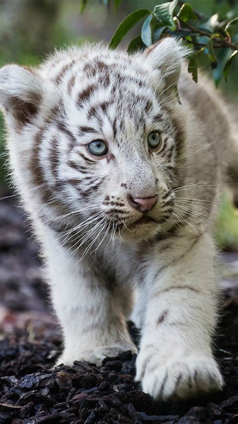 White Tiger Cub Wallpaper (57+ images)