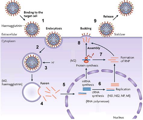 Influenza virus replication. The binding of influenza virus to the host ...