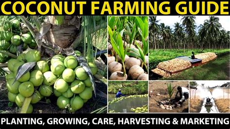 Coconut Farming: Growing Conditions and Techniques - News