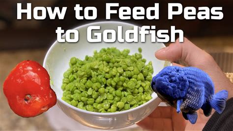 FEEDING GOLDFISH PEAS - How to Prepare Peas For Goldfish - YouTube