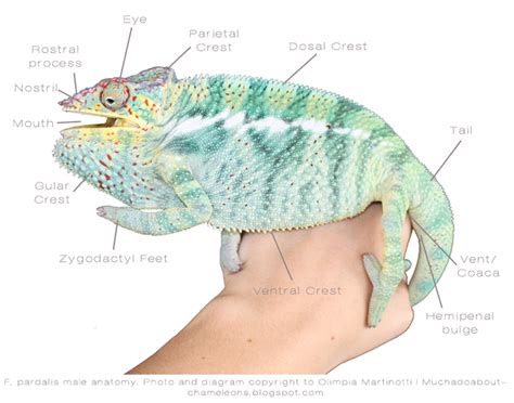 Much Ado About Chameleons | Reptiles and amphibians, Vet tech, Chameleon