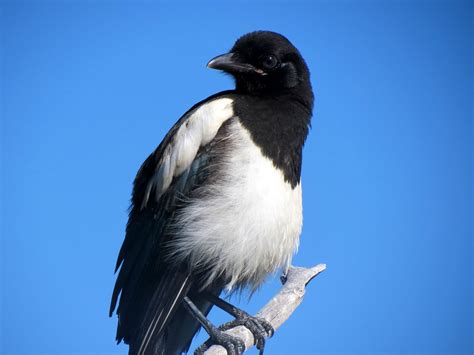 Black-billed Magpie | Audubon Field Guide