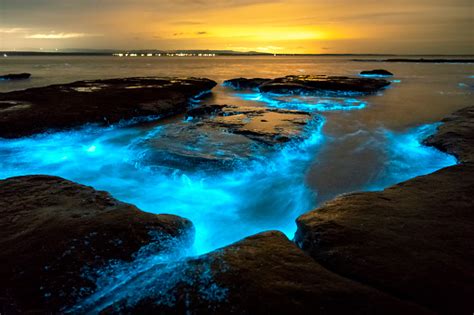 Bioluminescence Stock Photo - Download Image Now - iStock