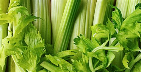 Celery: Nutrition Facts, Health Benefits, Side Effects