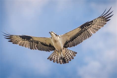 White-tailed eagle vs osprey: what's the difference between these two ...