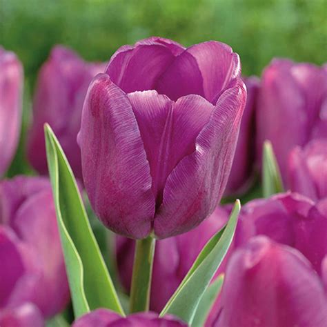 Tulip Purple Flag Bulbs | Departments | DIY at B&Q