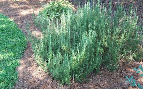 Arp Rosemary - Rosmarinus - 12 Count Flat of Pint Pots - Shrub, Herb ...