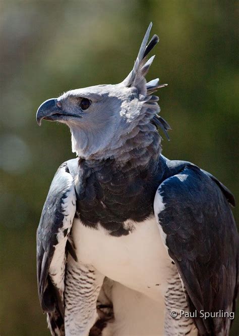 Harpy Eagle (Harpia harpyja) in Explore Raptors: Facts, habitat, diet ...