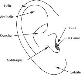 View Blank Outer Ear Diagram Background