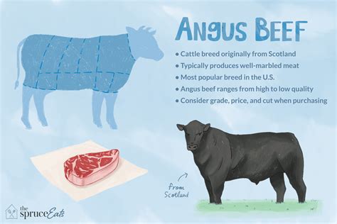 What Is Angus Beef?