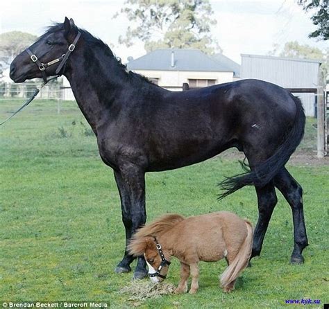 Short on luck: Meet Koda the miniature horse... who was also born a d…