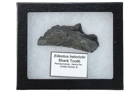 3.25" Bizarre Shark (Edestus) Jaw Section with Teeth - Carboniferous ...