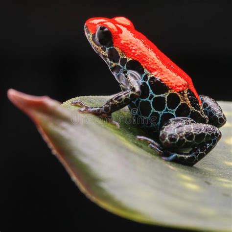 Red poison frog Peru tropical jungle. Frog from tropical amazon ...