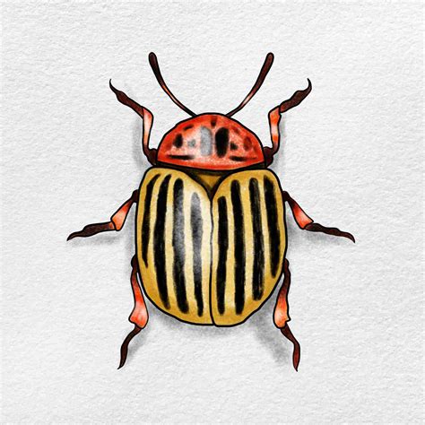 Beetle Drawing - HelloArtsy