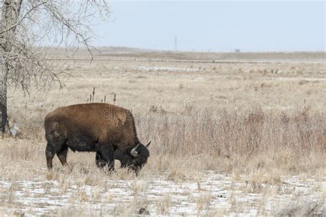 American Bison Grazing on the Prairie in Winter Stock Image - Image of ...