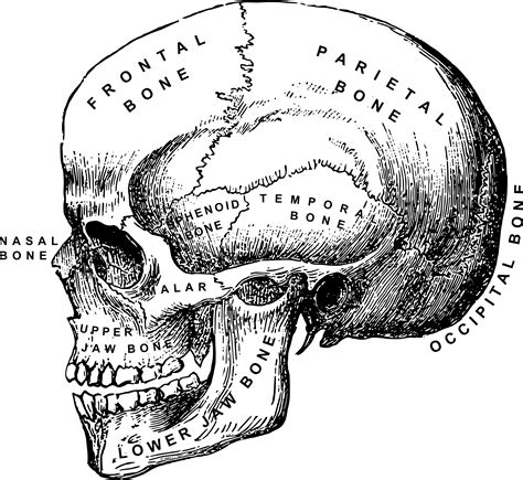 Clipart - Human Skull