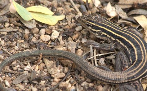 Desert Grassland Whiptail Lizard Facts and Pictures