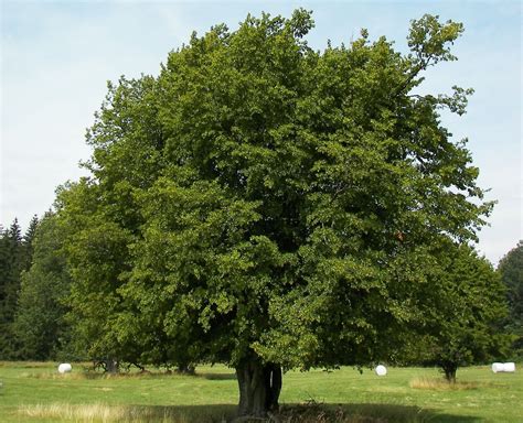 Littleleaf Linden Tree Seeds - 8 Seeds - Beautifully decorative tree ...