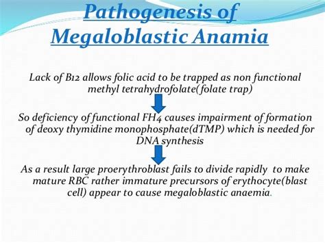 Pathophysiology Of Megaloblastic Anemia