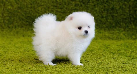 Pomeranian Colors, Markings and Patterns