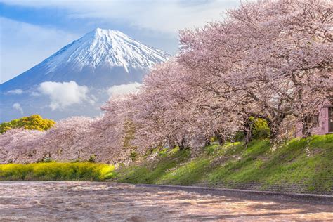 Blooming Sakura trees with mount Fiji in the background (Shiraito Falls ...