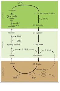 Photorespiration and C-2 Cycle - Study Solutions