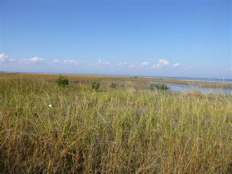 Mangroves in the Western Panhandle - UF/IFAS Extension Escambia County