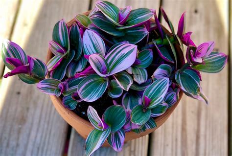 Rare Tradescantia Nanouk Lilac Plant Rare Tradescantia Pot Rare Pink ...