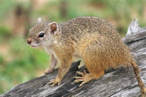 Idaho ground squirrel - Alchetron, The Free Social Encyclopedia