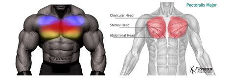 8 Best Upper Chest Exercises For A Stronger, Defined Chest