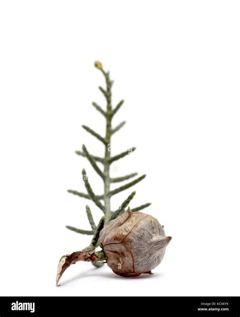 pictures of a cones of a evergreen coniferous tree on white Stock Photo ...