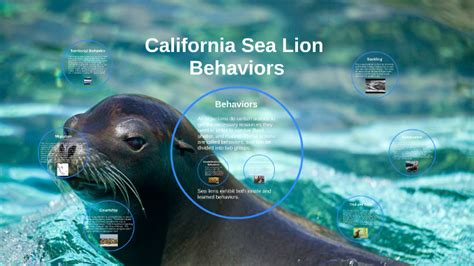 Sea Lion Behaviors by Andrew Novitt on Prezi