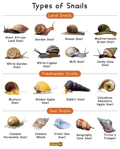 What Are The Different Types Of Identification Cards - Design Talk