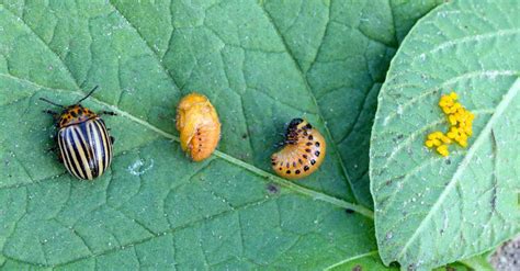 The Life Cycle of a Beetle - AZ Animals