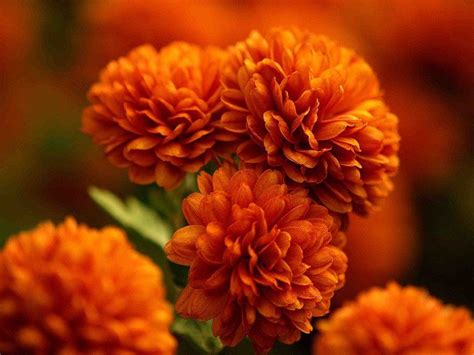 Burnt Orange flowers love these and the burnt orange I'm going for ...