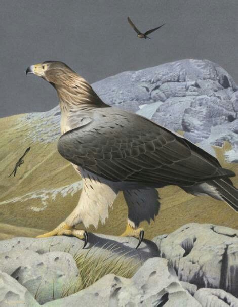 Haast-Eagle Harpagornis moorei Haast, 1872 New Zealand, extinct ...