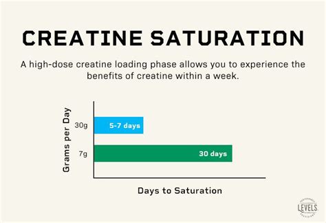 Creatine Loading: How To Do It and Is It Necessary? | Levels