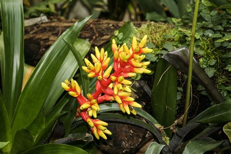 Bromeliad Basics | Living Color Garden Center