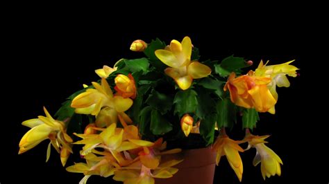 Time-lapse of growing and blooming orange Christmas cactus ...