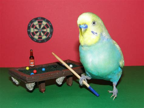 Budgies Playing Pool | Budgies, Pet birds, Budgies bird