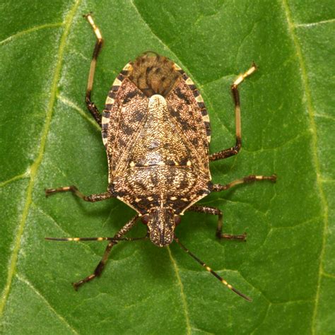 Have a Stink Bug Infestation? Here's How to Get Rid of Them